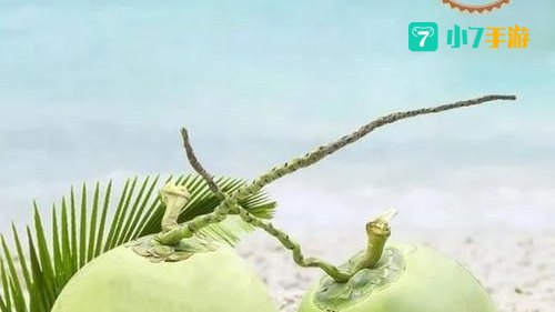抢椰子