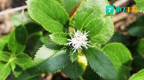 诺森德草药