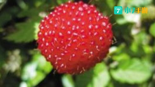 蓬荜生辉的蓬荜是指什么意思