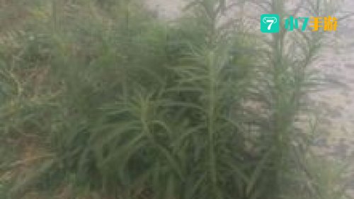 蓬荜生辉的蓬荜是指什么意思
