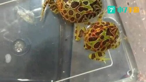 青蛙会被水淹死吗