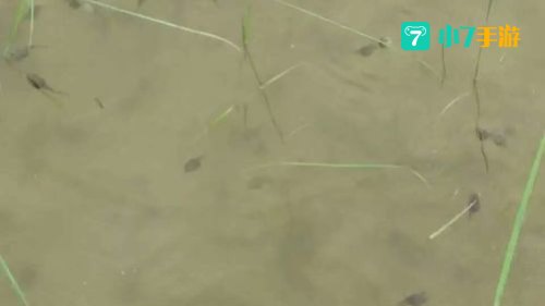 青蛙会被水淹死吗